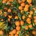 纽荷尔脐橙长虹九月红脐橙挂树鲜果看园采购量大优惠