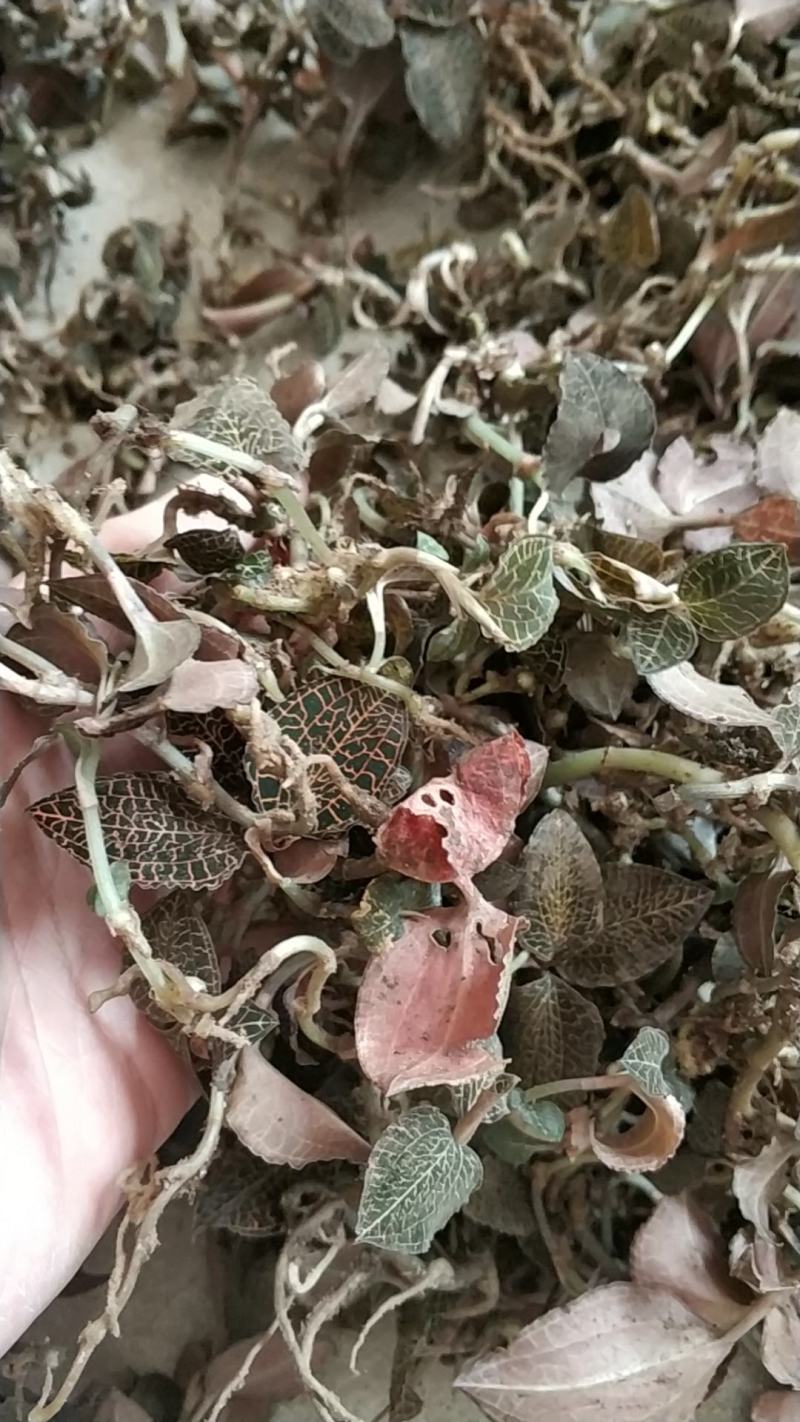 深山纯野生鲜金线莲，常年供应现货！广西玉林博白！包邮