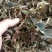 深山纯野生鲜金线莲，常年供应现货！广西玉林博白！包邮