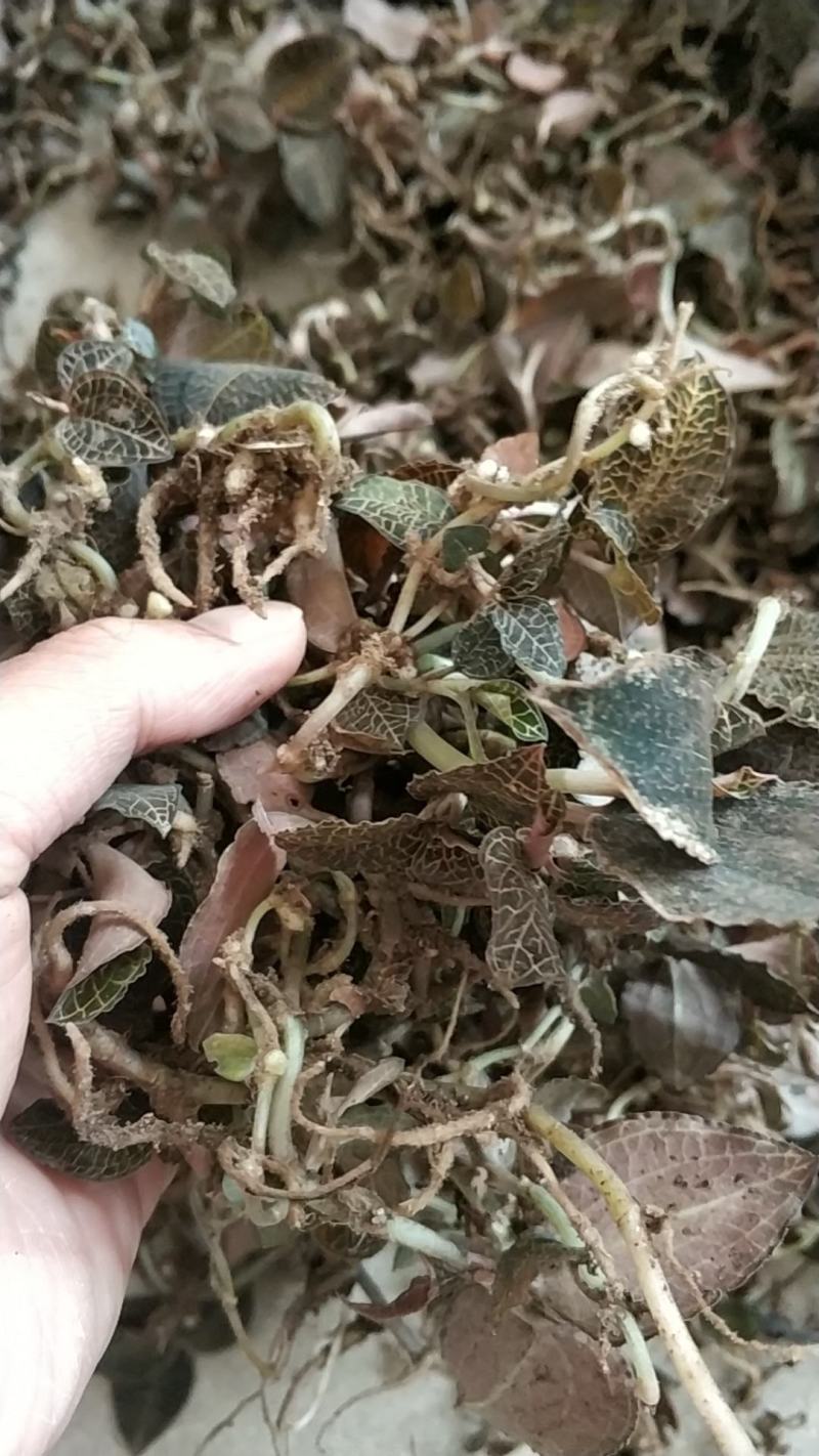 深山纯野生鲜金线莲，常年供应现货！广西玉林博白！包邮