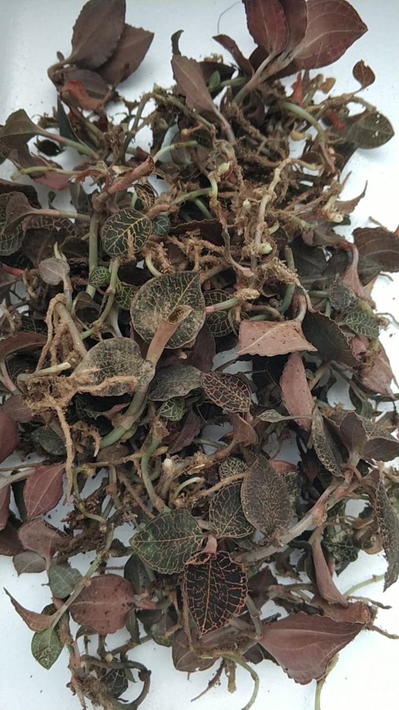 深山纯野生鲜金线莲，常年供应现货！广西玉林博白！包邮