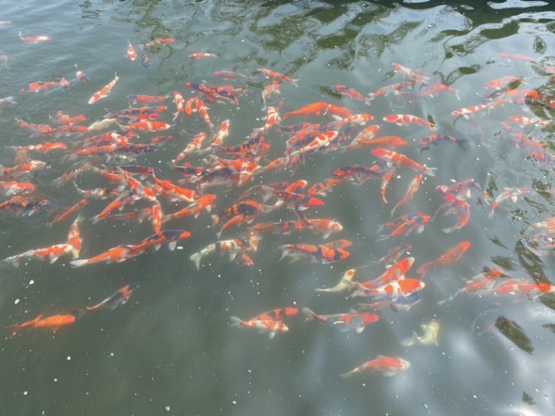 锦鲤大正红白三色孔雀锦鲤