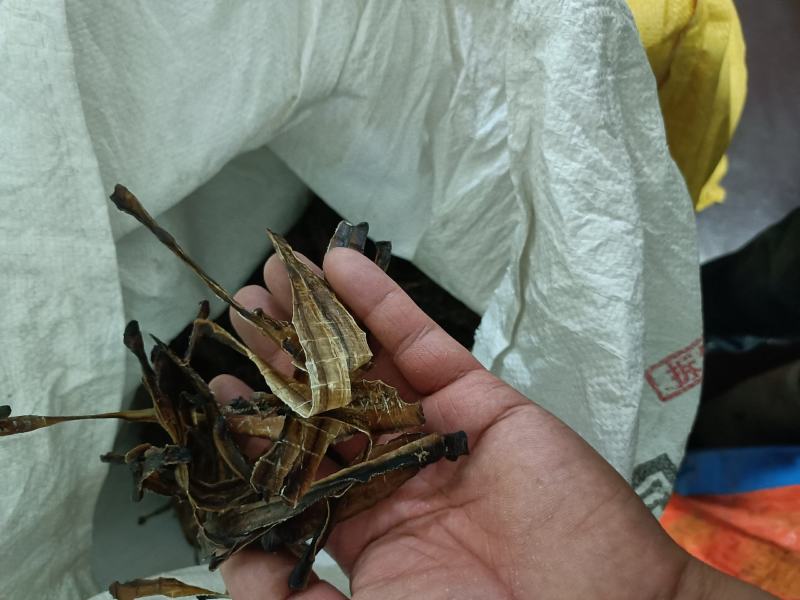 蚯蚓干地龙干全开无泥黑蚯蚓小地龙中药材网货