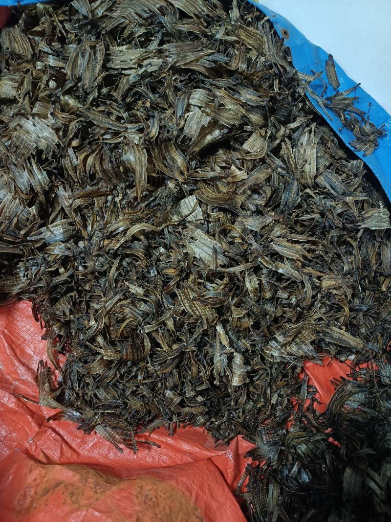 蚯蚓干地龙干全开无泥黑蚯蚓小地龙中药材网货