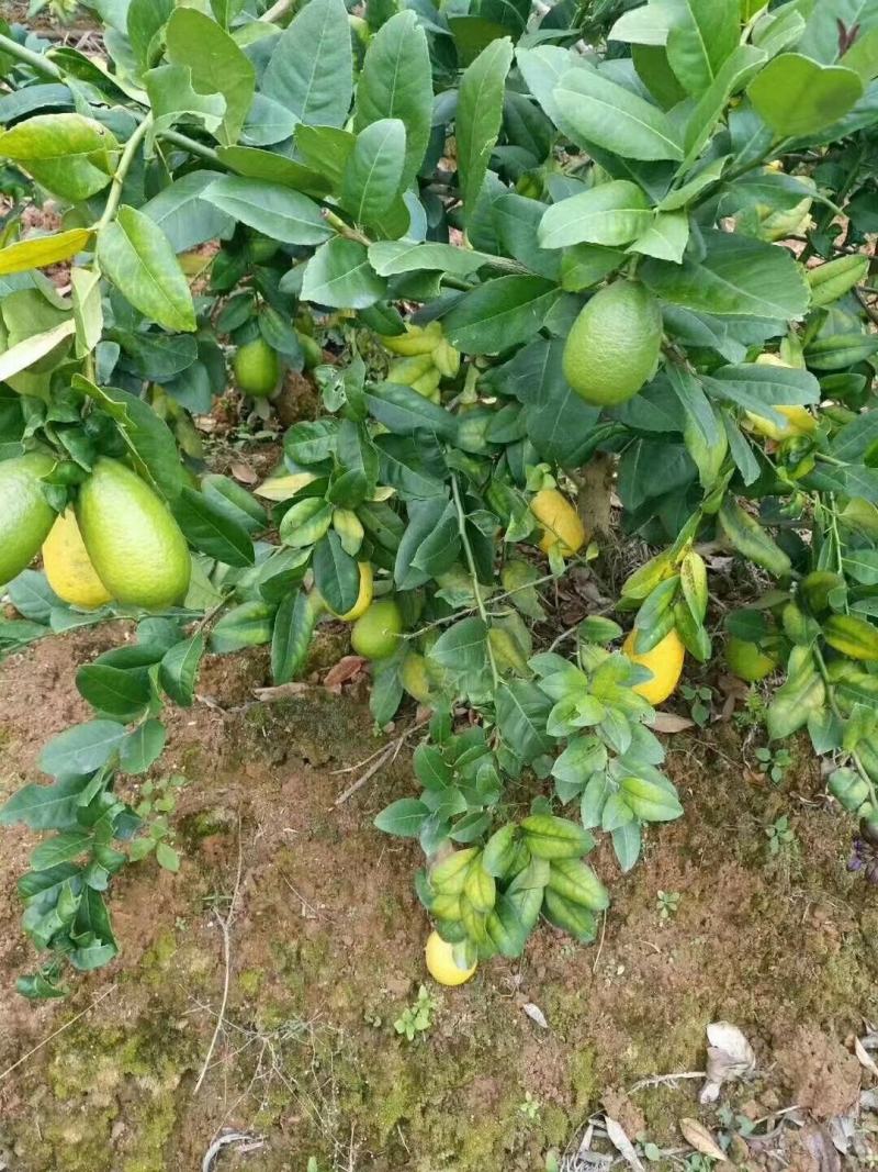 香水柠檬嫁接苗无籽柠檬苗带土带叶发货正品包邮