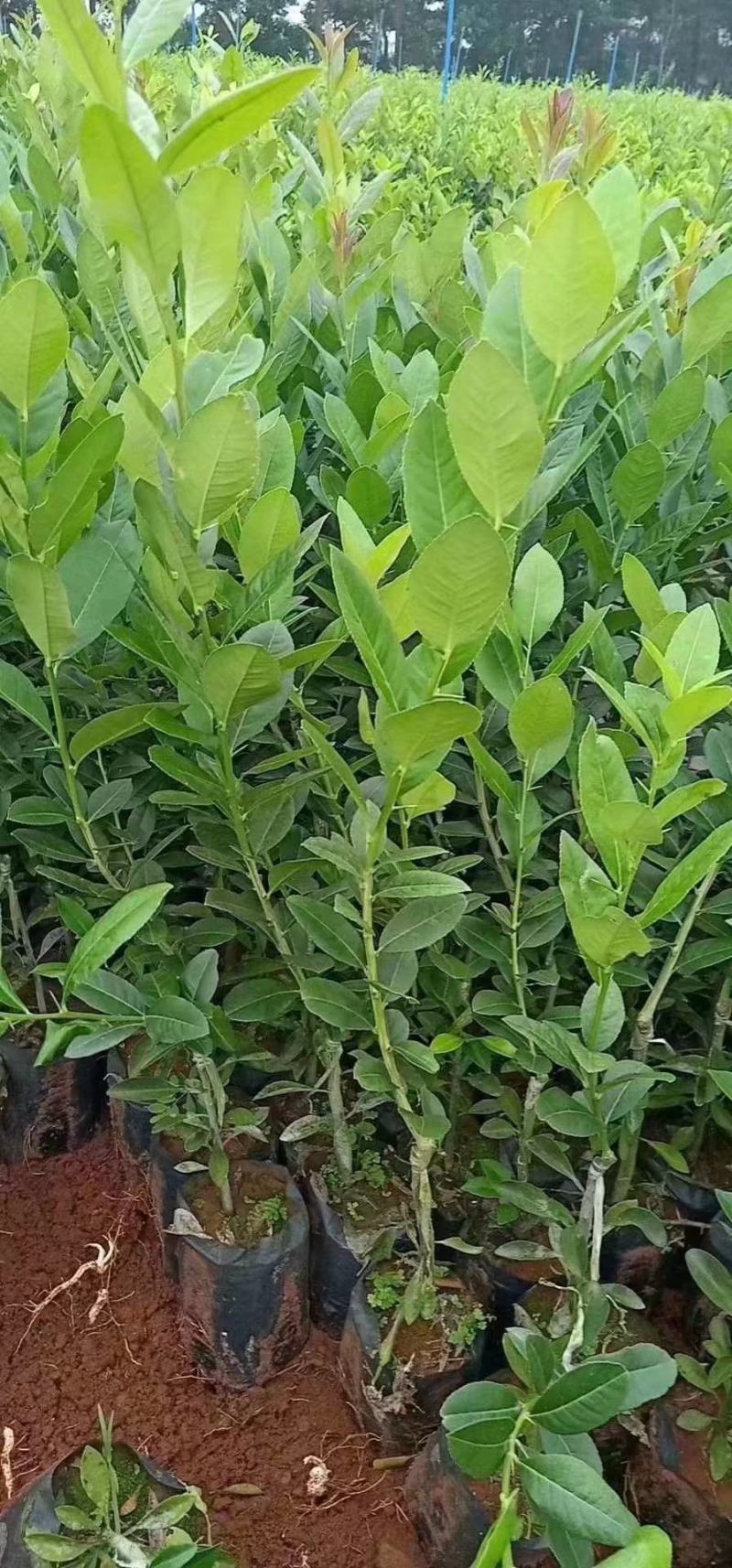 香水柠檬嫁接苗无籽柠檬苗带土带叶发货正品包邮