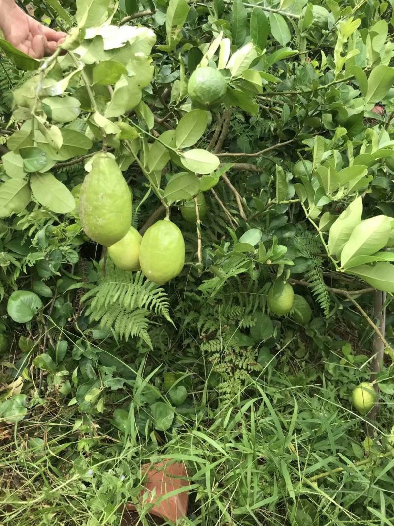 香水柠檬嫁接苗无籽柠檬苗带土带叶发货正品包邮