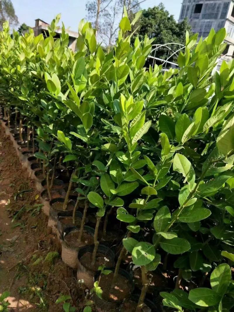香水柠檬嫁接苗无籽柠檬苗带土带叶发货正品包邮