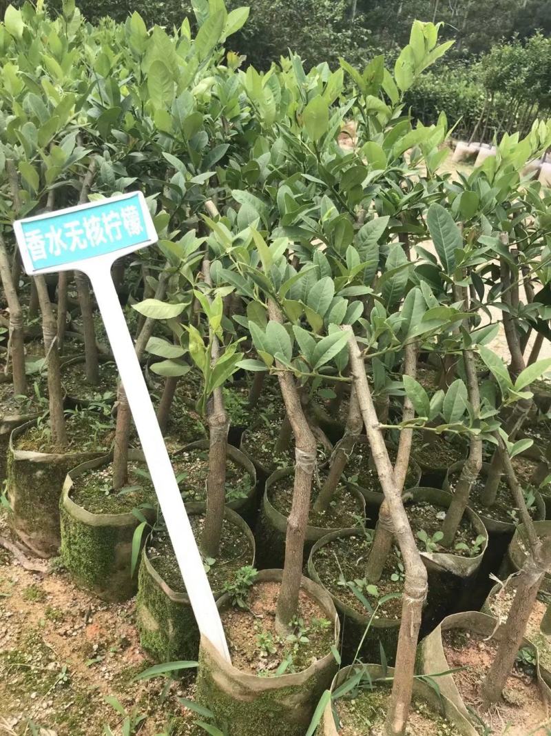 香水柠檬嫁接苗无籽柠檬苗带土带叶发货正品包邮