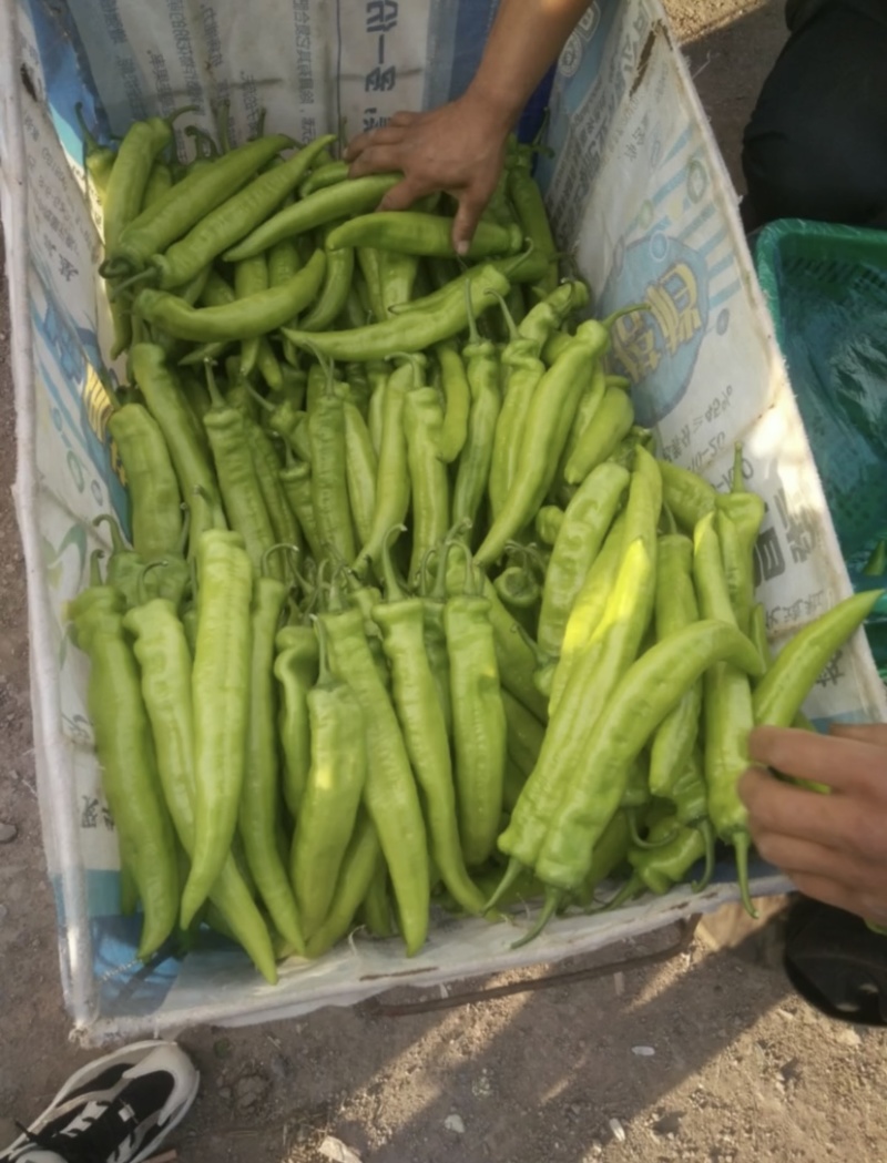 螺丝辣椒陇椒产地直供一手货源欢迎咨询光临