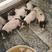 香猪巴马香猪种苗产地原种巴马香猪仔猪可做种也可烤疫苗齐全