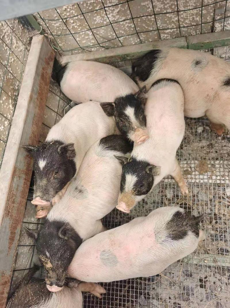 香猪巴马香猪种苗产地原种巴马香猪仔猪可做种也可烤疫苗齐全