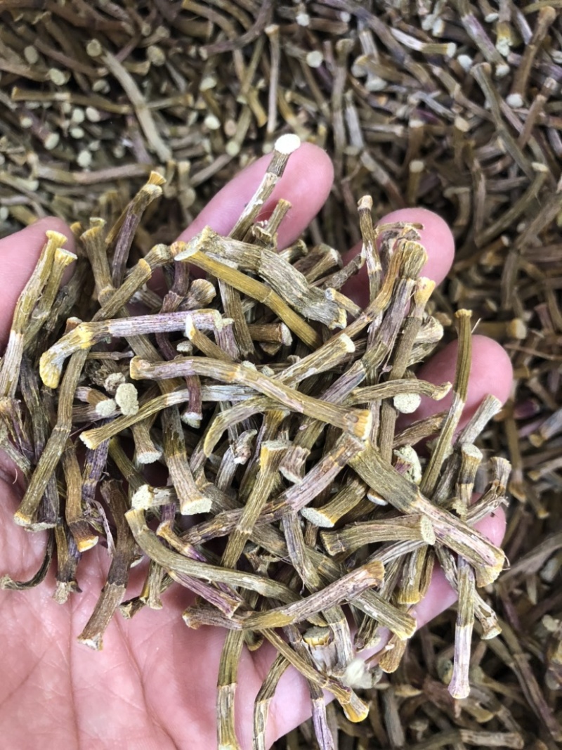 铁皮石斛寸金条