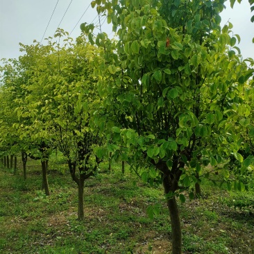木瓜树8/20公分各种树形，商丘货源规格齐全