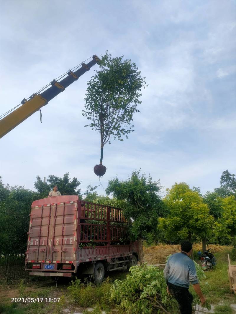木瓜树8/20公分各种树形，商丘货源规格齐全