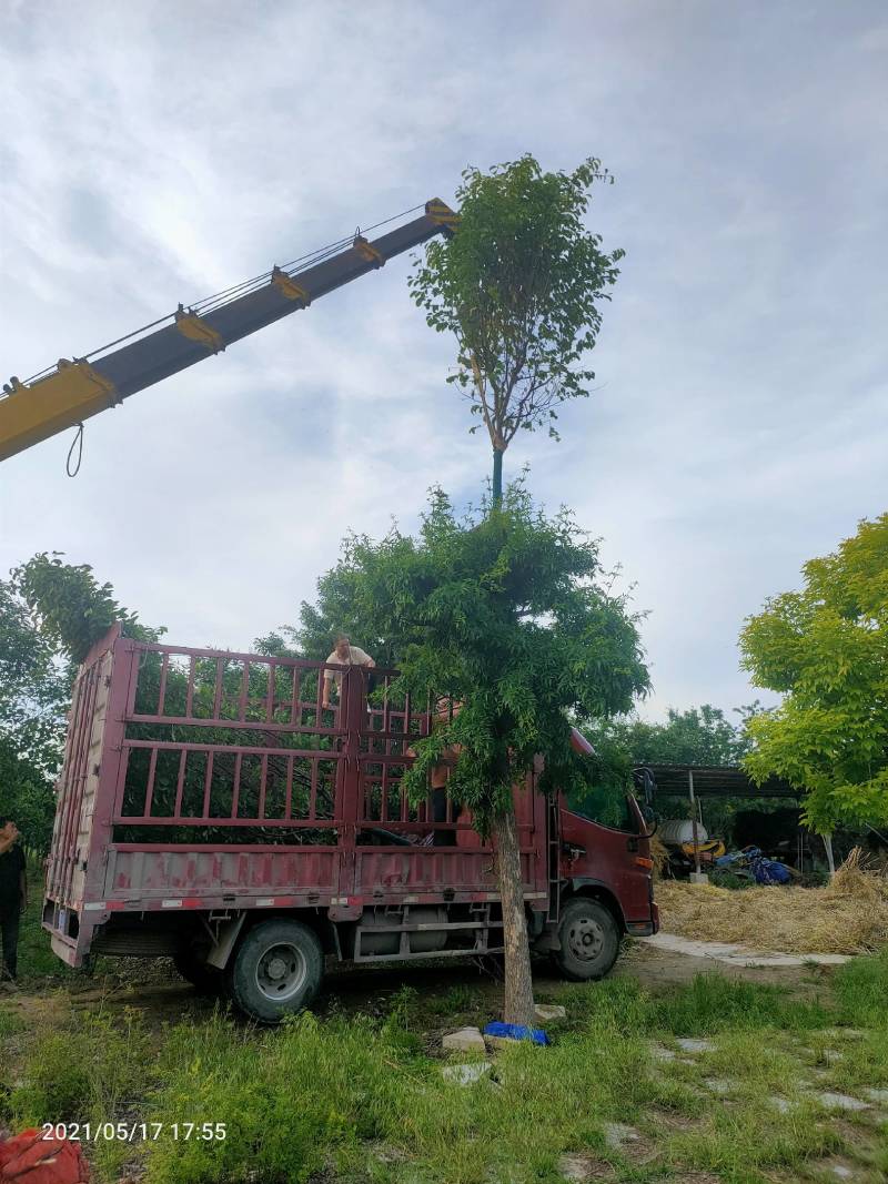 木瓜树8/20公分各种树形，商丘货源规格齐全
