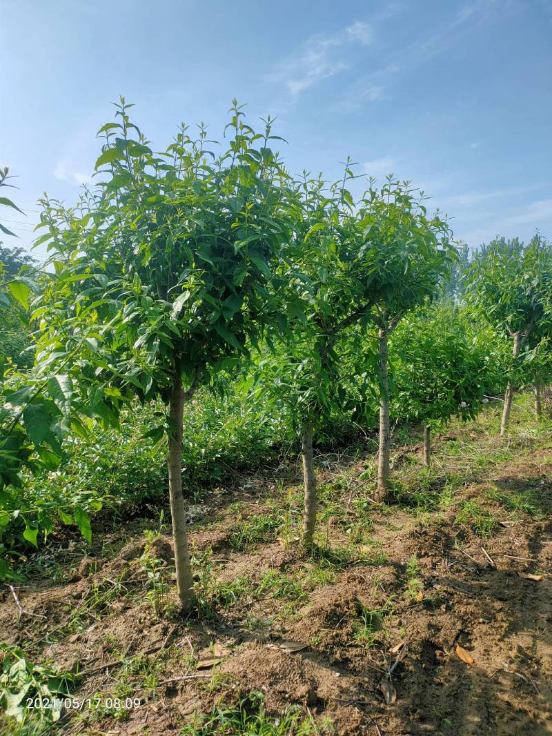 木瓜树8/20公分各种树形，商丘货源规格齐全