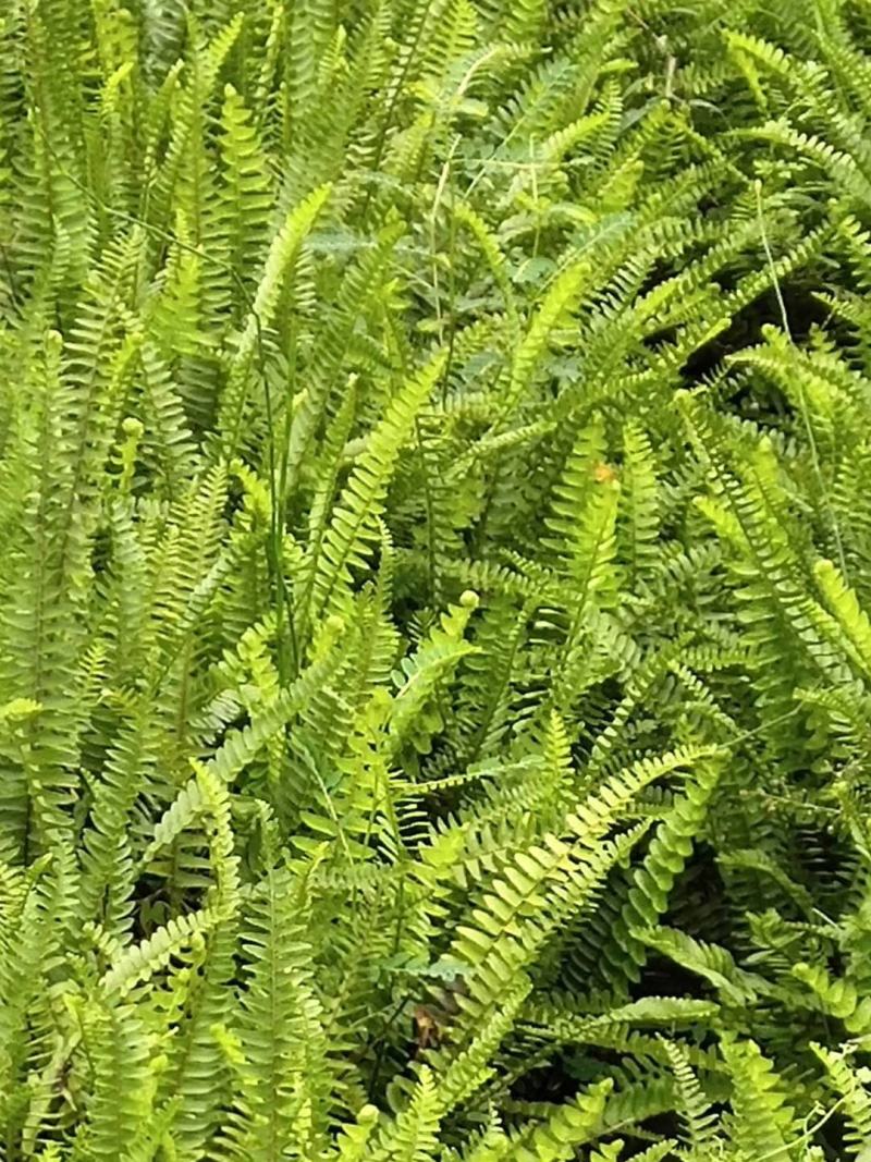 肾蕨苗重庆肾蕨种苗基地肾蕨园林绿化地被植物
