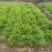 肾蕨苗重庆肾蕨种苗基地肾蕨园林绿化地被植物