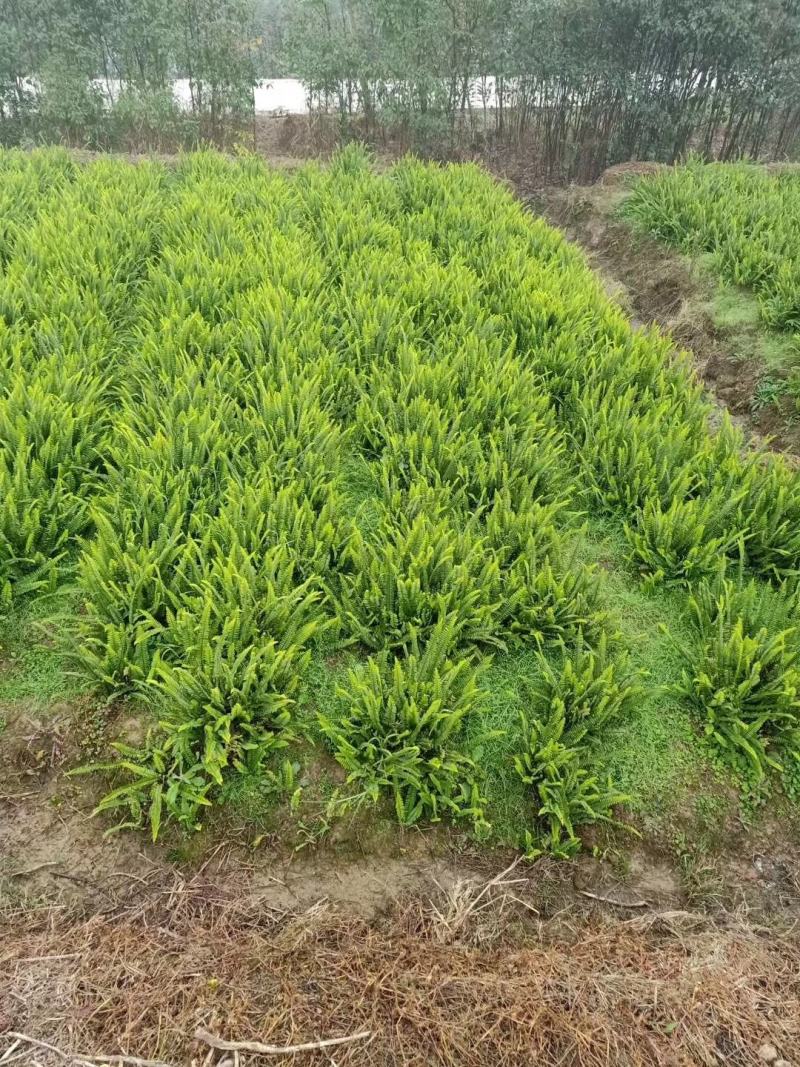 肾蕨苗重庆肾蕨种苗基地肾蕨园林绿化地被植物