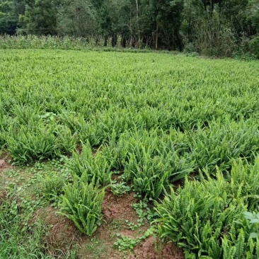 肾蕨苗重庆肾蕨种苗基地肾蕨园林绿化地被植物