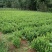 肾蕨苗重庆肾蕨种苗基地肾蕨园林绿化地被植物