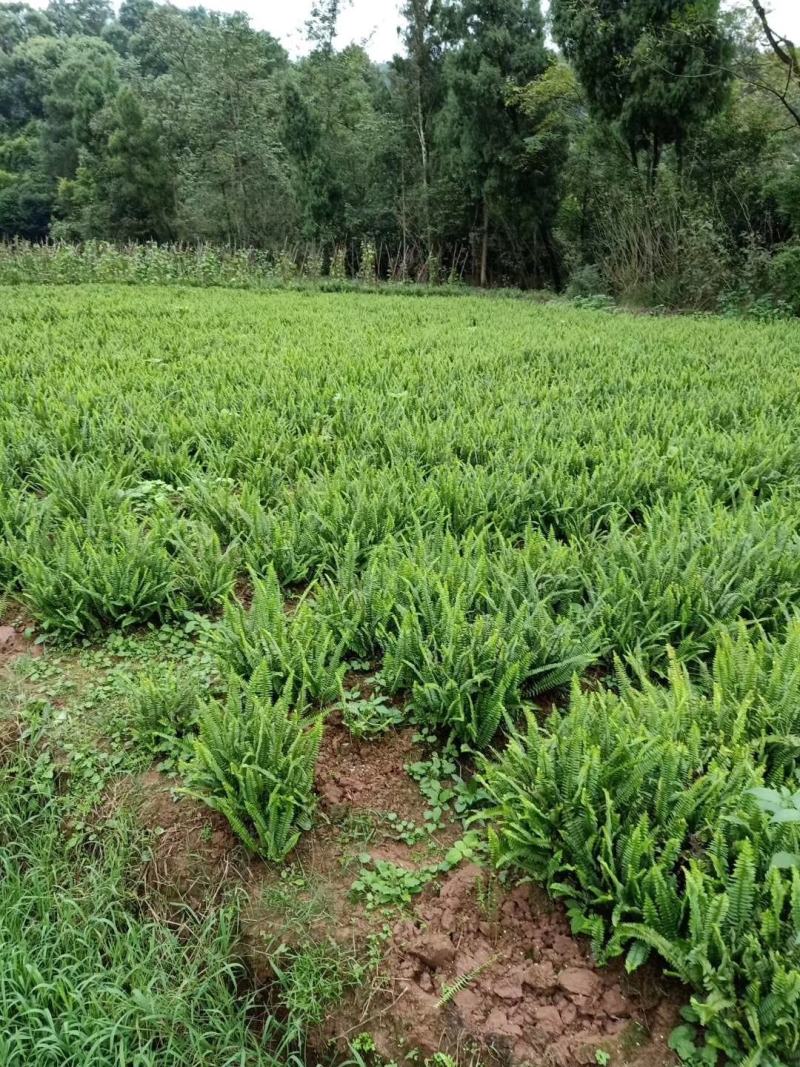 肾蕨苗重庆肾蕨种苗基地肾蕨园林绿化地被植物