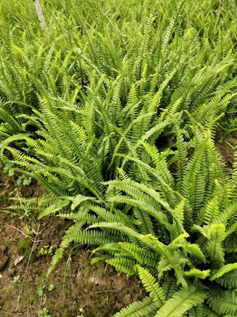 肾蕨苗重庆肾蕨种苗基地肾蕨园林绿化地被植物