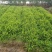 肾蕨苗重庆肾蕨种苗基地肾蕨园林绿化地被植物