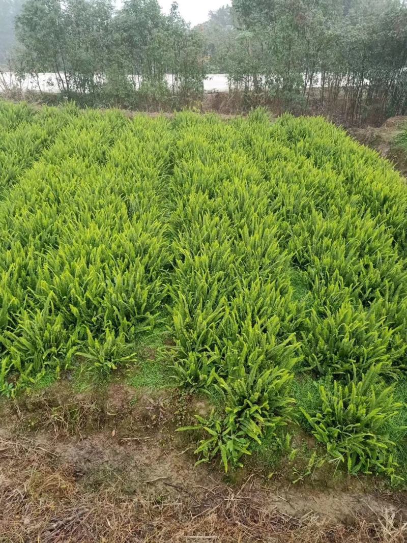 肾蕨苗重庆肾蕨种苗基地肾蕨园林绿化地被植物
