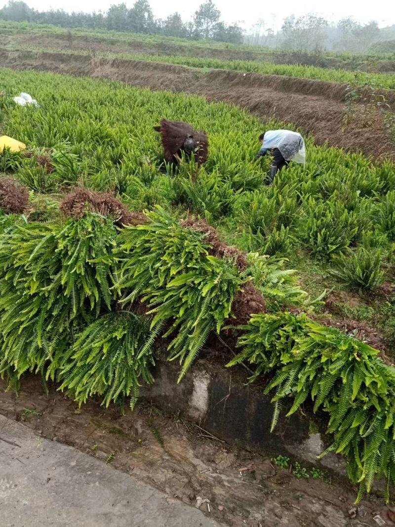 肾蕨苗重庆肾蕨种苗基地肾蕨园林绿化地被植物