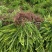 肾蕨苗重庆肾蕨种苗基地肾蕨园林绿化地被植物