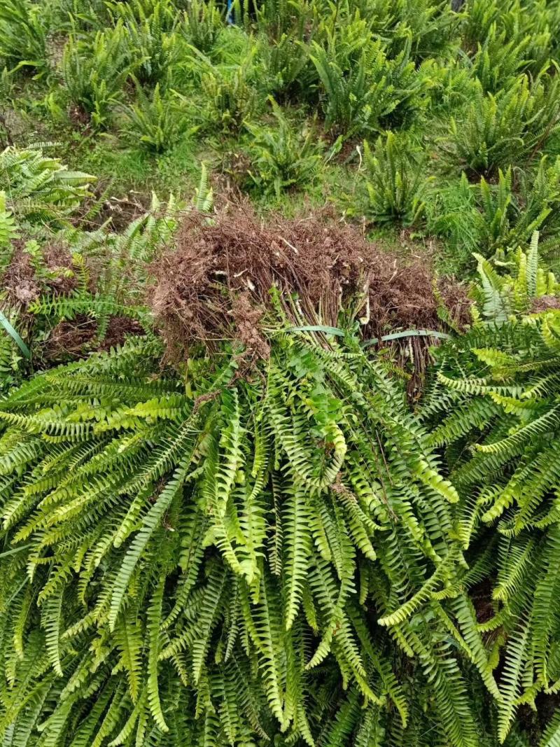 肾蕨苗重庆肾蕨种苗基地肾蕨园林绿化地被植物