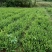 肾蕨苗重庆肾蕨种苗基地肾蕨园林绿化地被植物