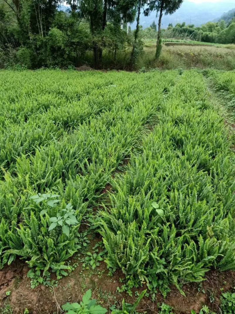 肾蕨苗重庆肾蕨种苗基地肾蕨园林绿化地被植物