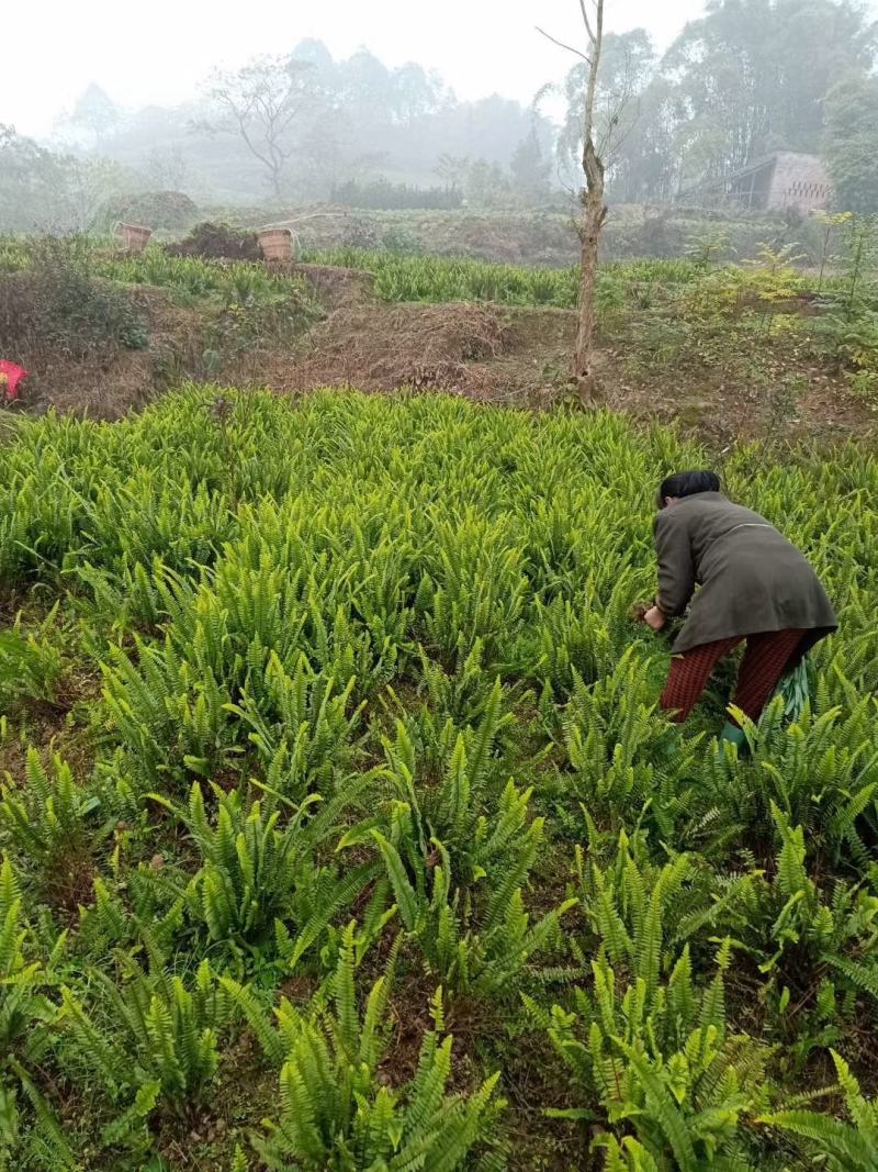 肾蕨苗重庆肾蕨种苗基地肾蕨园林绿化地被植物