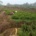 肾蕨苗重庆肾蕨种苗基地肾蕨园林绿化地被植物