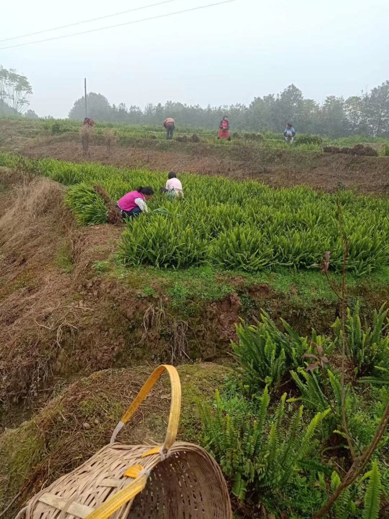 肾蕨苗重庆肾蕨种苗基地肾蕨园林绿化地被植物