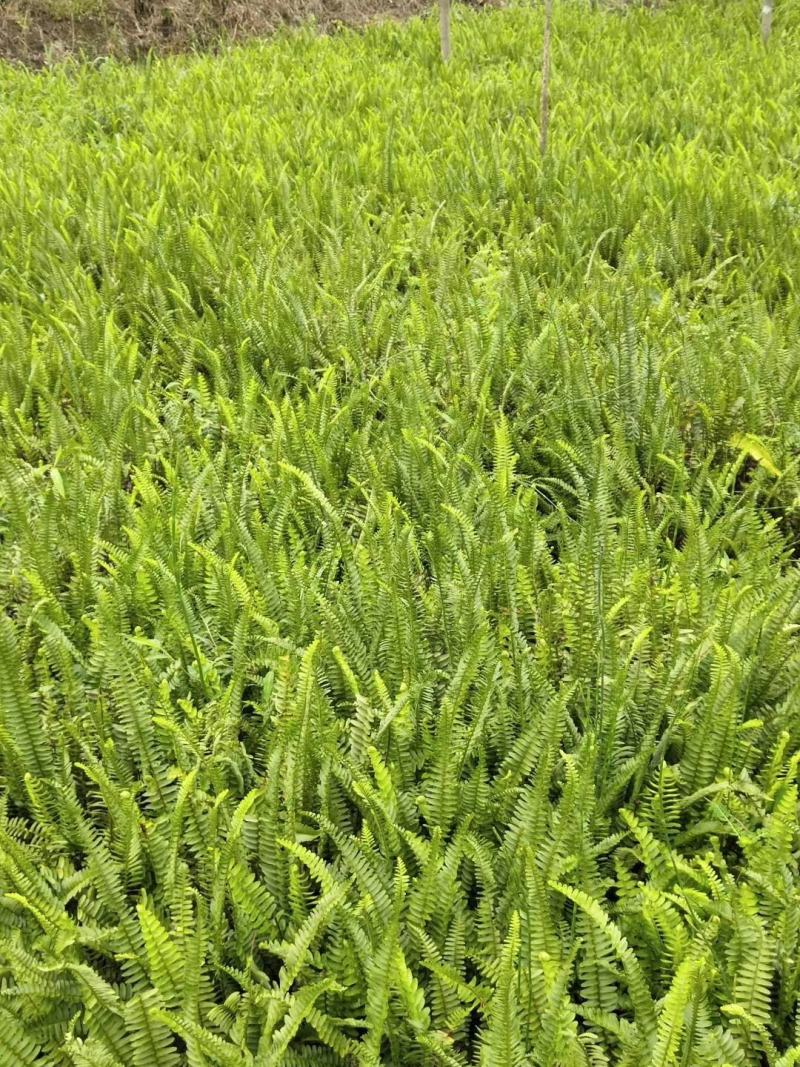 肾蕨苗重庆肾蕨种苗基地肾蕨园林绿化地被植物
