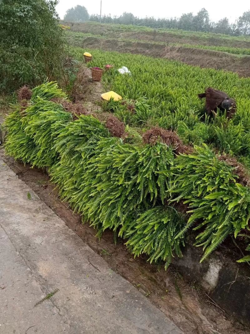 肾蕨苗重庆肾蕨种苗基地肾蕨园林绿化地被植物
