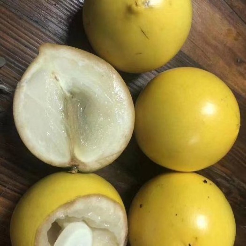 台湾黄晶果黄晶果苗进口杯苗正品包邮