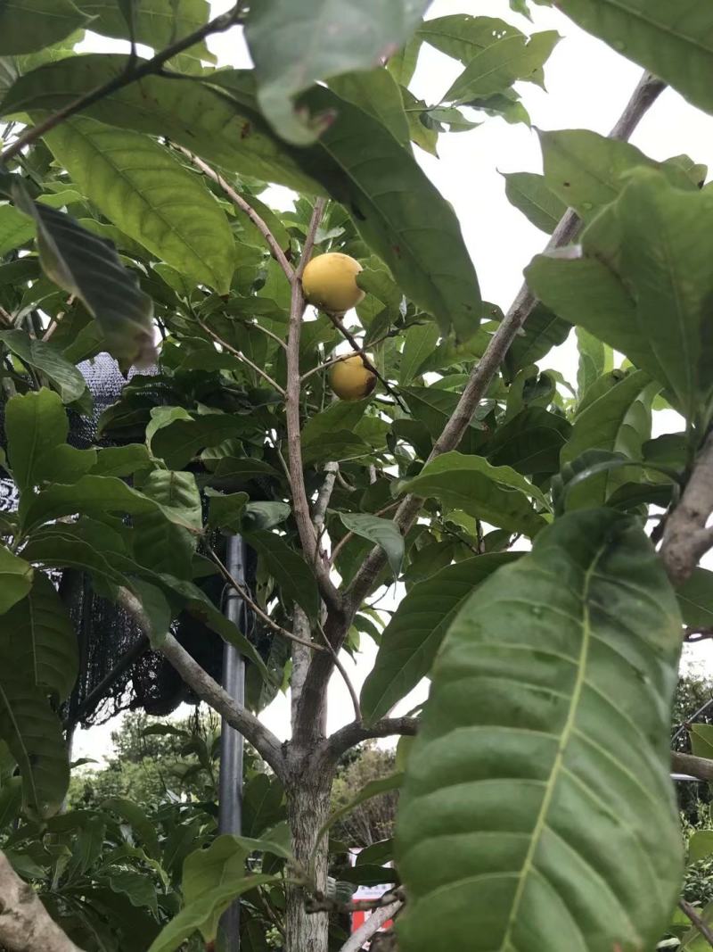 台湾黄晶果黄晶果苗进口杯苗正品包邮