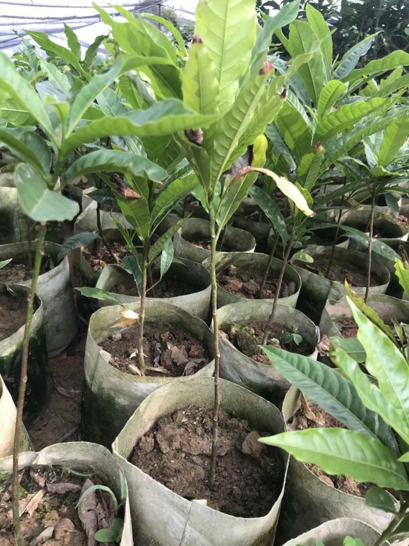 台湾黄晶果黄晶果苗进口杯苗正品包邮