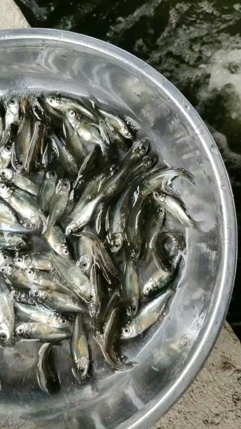 鳊鱼苗武昌鱼苗三角鲂鱼苗广东鲂鱼苗\苗场直接供货
