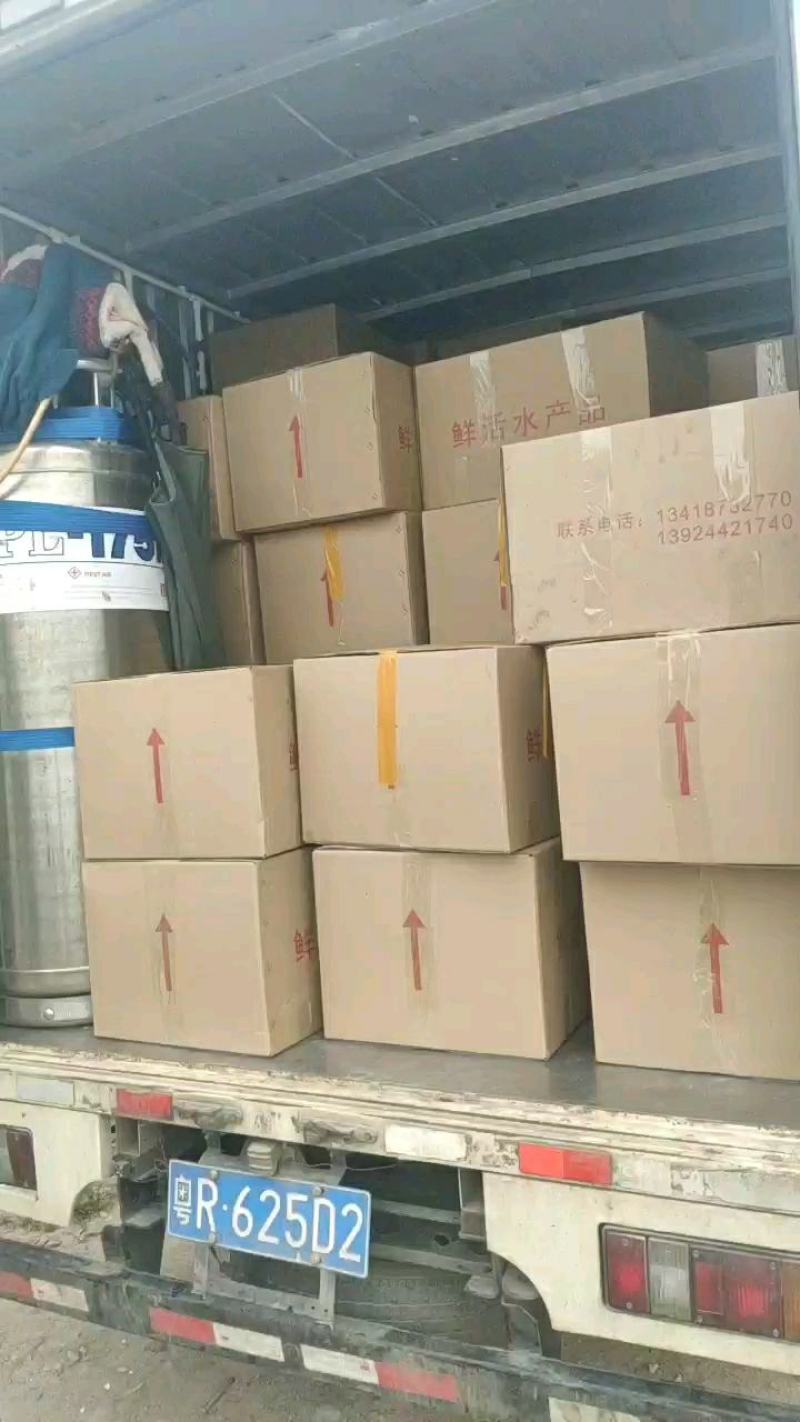 澳洲龙虾苗淡水龙虾苗澳洲淡水龙虾苗苗场直接供货