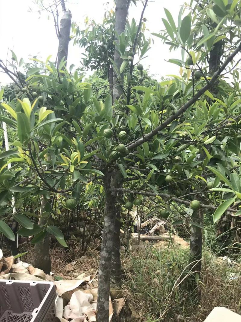 黄金山竹苗山竹苗产量高肉滑清甜
