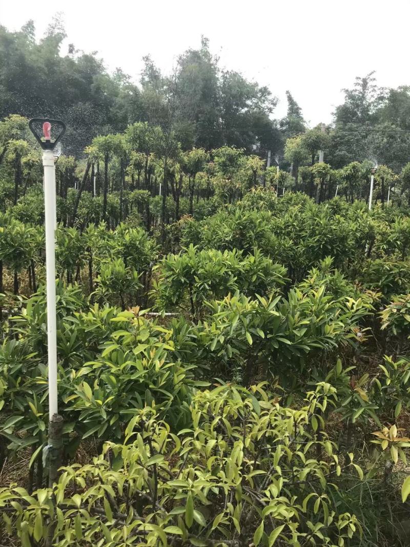 黄金山竹苗山竹苗产量高肉滑清甜
