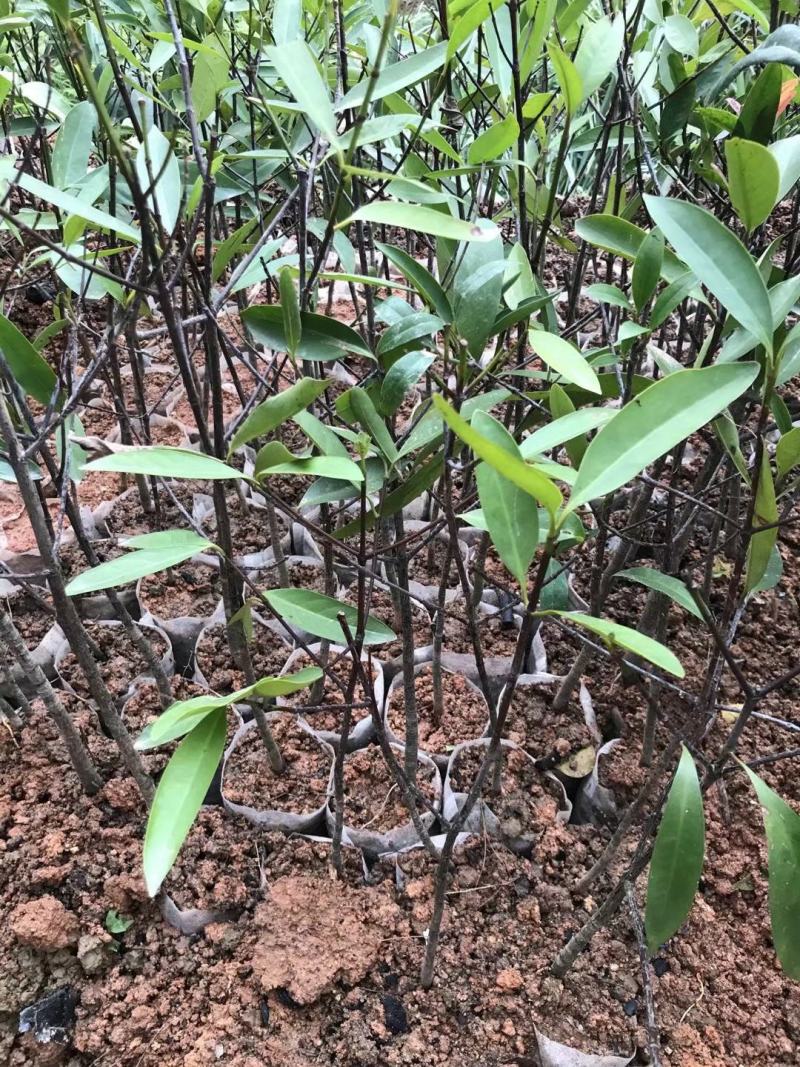 黄金山竹苗山竹苗产量高肉滑清甜