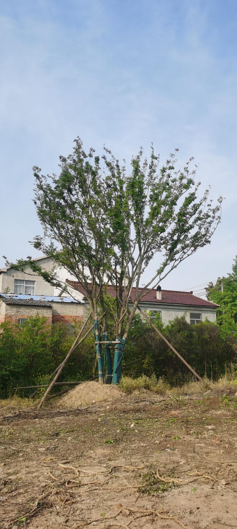 单杆朴树、18公分到50公分。分支点1.8米到2.5米
