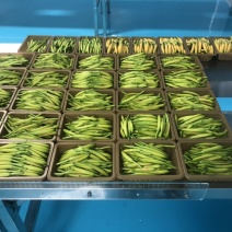 黄花菜鲜货湖南祁东基地直采带打包各种克重